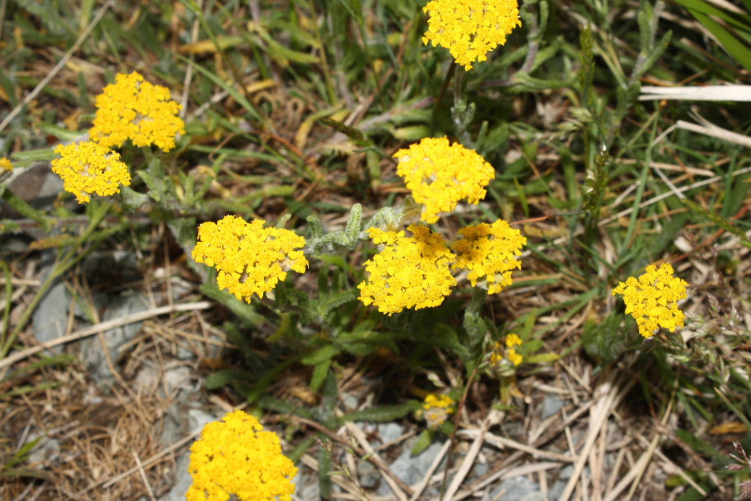 Achillea tomentosa / Millefoglio giallo